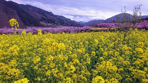 桃の花DSC_2561.jpg