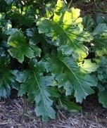 acanthusbigDSC04861.jpg