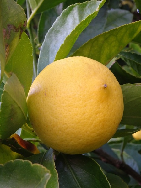 lemonadeDSC04865.jpg